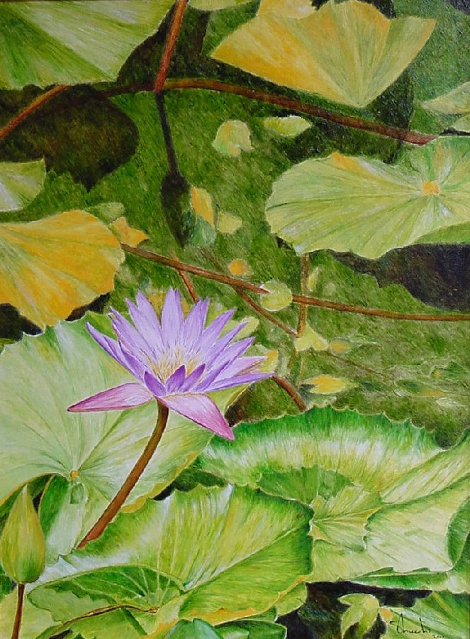 Lotus Lotus