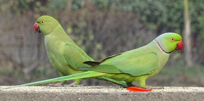 Des perroquets accros à l'opium en Inde et de la musique Indienne à Paris... Des perroquets accros à l'opium en Inde et de la musique Indienne à Paris...