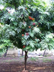 Un arbre sacré de l'Inde - Ashoka Un arbre sacré de l'Inde - Ashoka