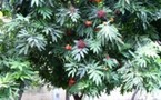 Un arbre sacré de l'Inde - Ashoka